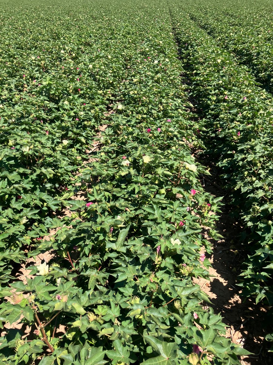 August 20th flowers on top-
Phytogen 205 loaded up