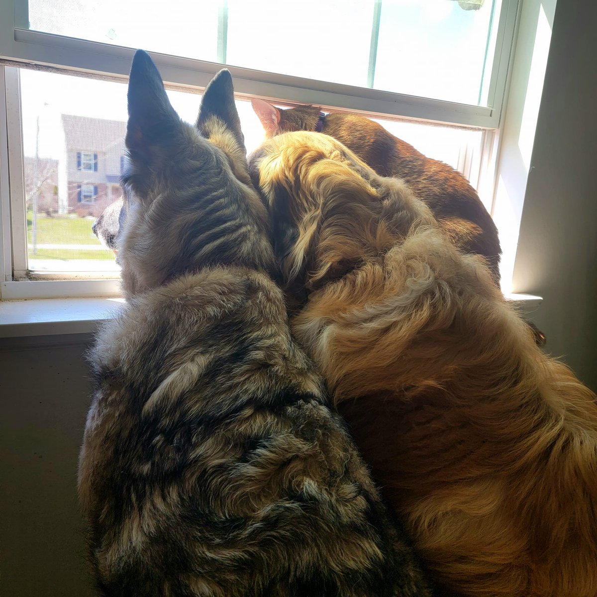 I don't even know where to begin. 

I'll be taking a few days off. I've had to say goodbye to every animal in this home within the last two weeks.

This morning Zyra was suddenly looking awful, so I took her into the vet. She had an incredibly aggressive cancer that had already