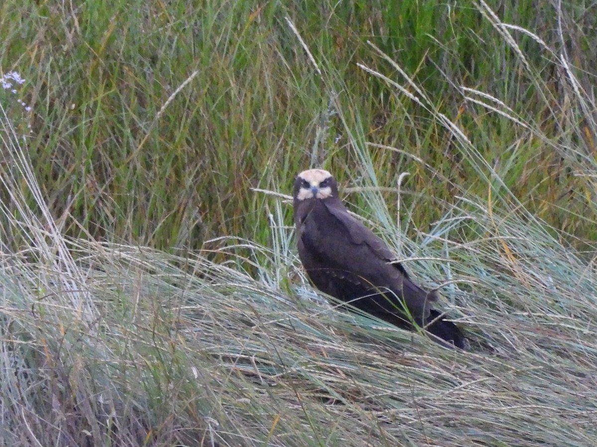 TimNobby's tweet image. My local patch Seaton wetlands has produced the goods the last few days. Black tern, Bar-tailed Godwit, Ruff and Marsh Harrier among the highlights.