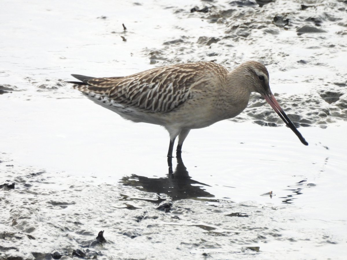 TimNobby's tweet image. My local patch Seaton wetlands has produced the goods the last few days. Black tern, Bar-tailed Godwit, Ruff and Marsh Harrier among the highlights.