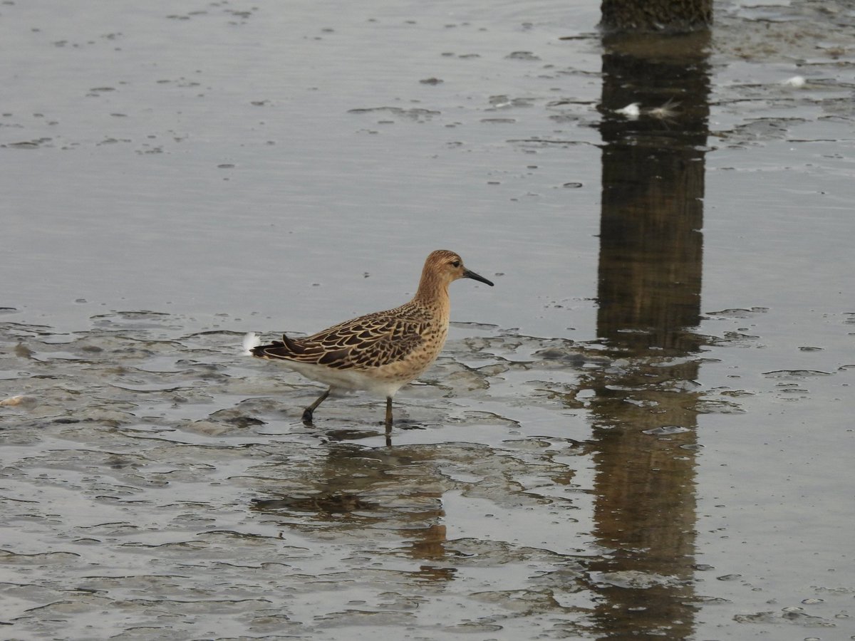 TimNobby's tweet image. My local patch Seaton wetlands has produced the goods the last few days. Black tern, Bar-tailed Godwit, Ruff and Marsh Harrier among the highlights.