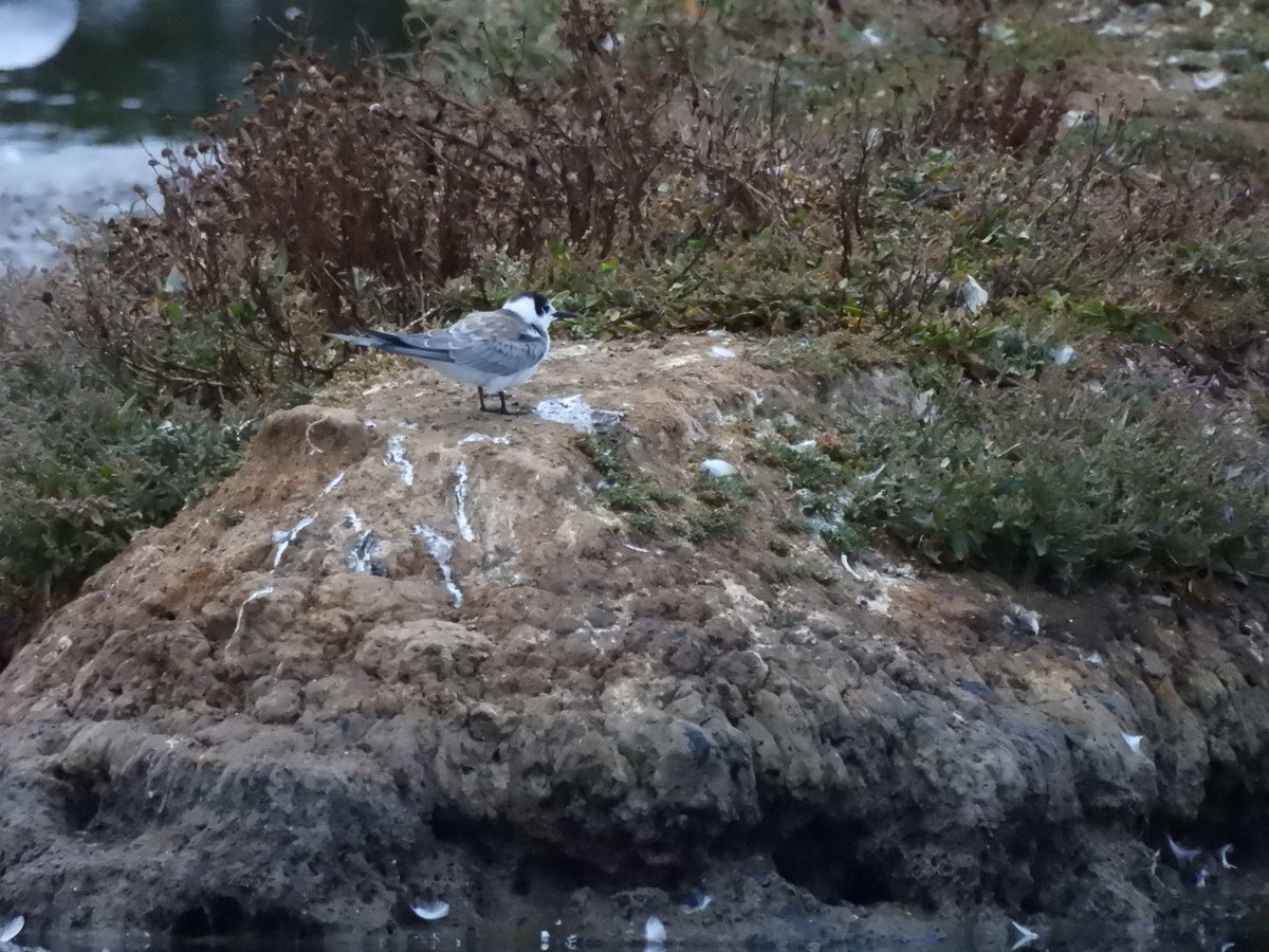 TimNobby's tweet image. My local patch Seaton wetlands has produced the goods the last few days. Black tern, Bar-tailed Godwit, Ruff and Marsh Harrier among the highlights.