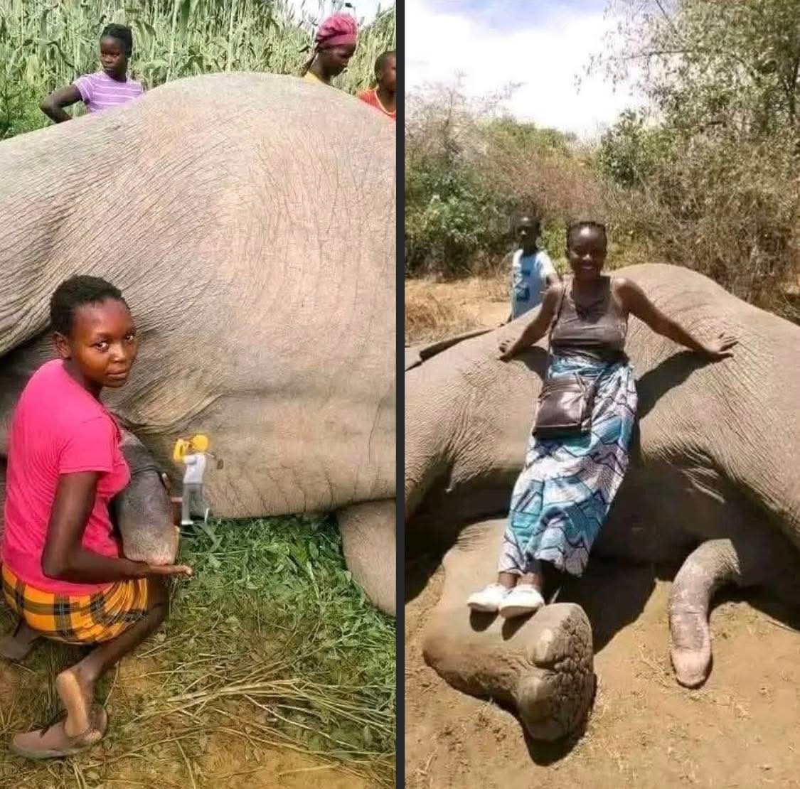ISAYA (@_flat7) on Twitter photo Say hi ! To the female elephant😄 Say hi ! To the female elephant😄