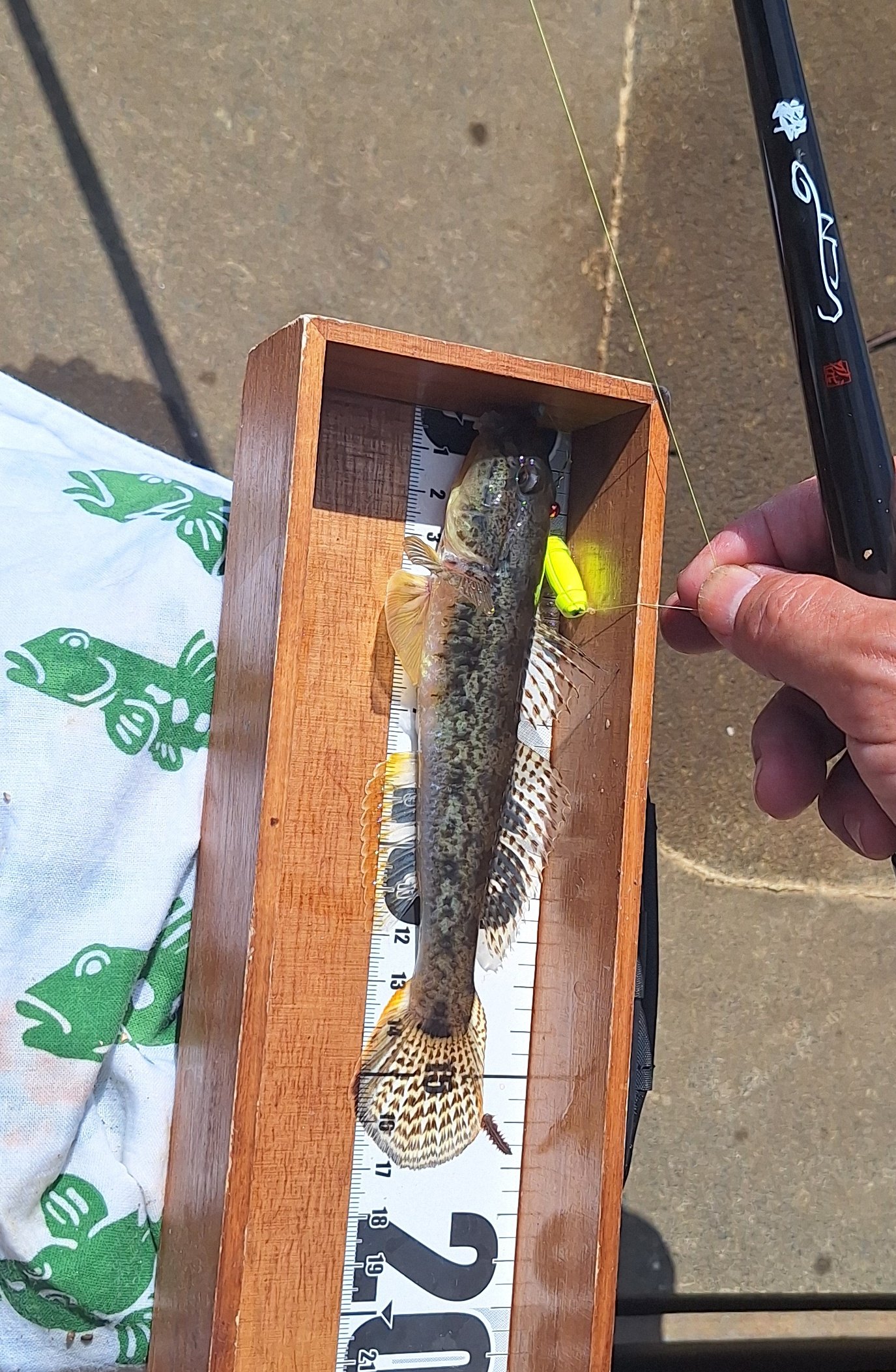 ハゼプロ (@hazepro1) / X