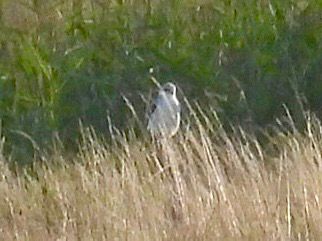 Mike King🦉🐺 tweet media