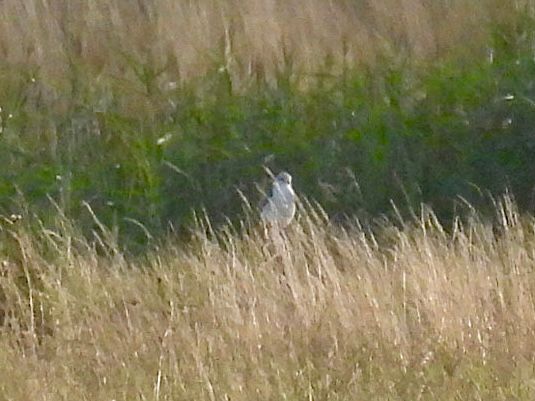 Mike King🦉🐺 tweet media