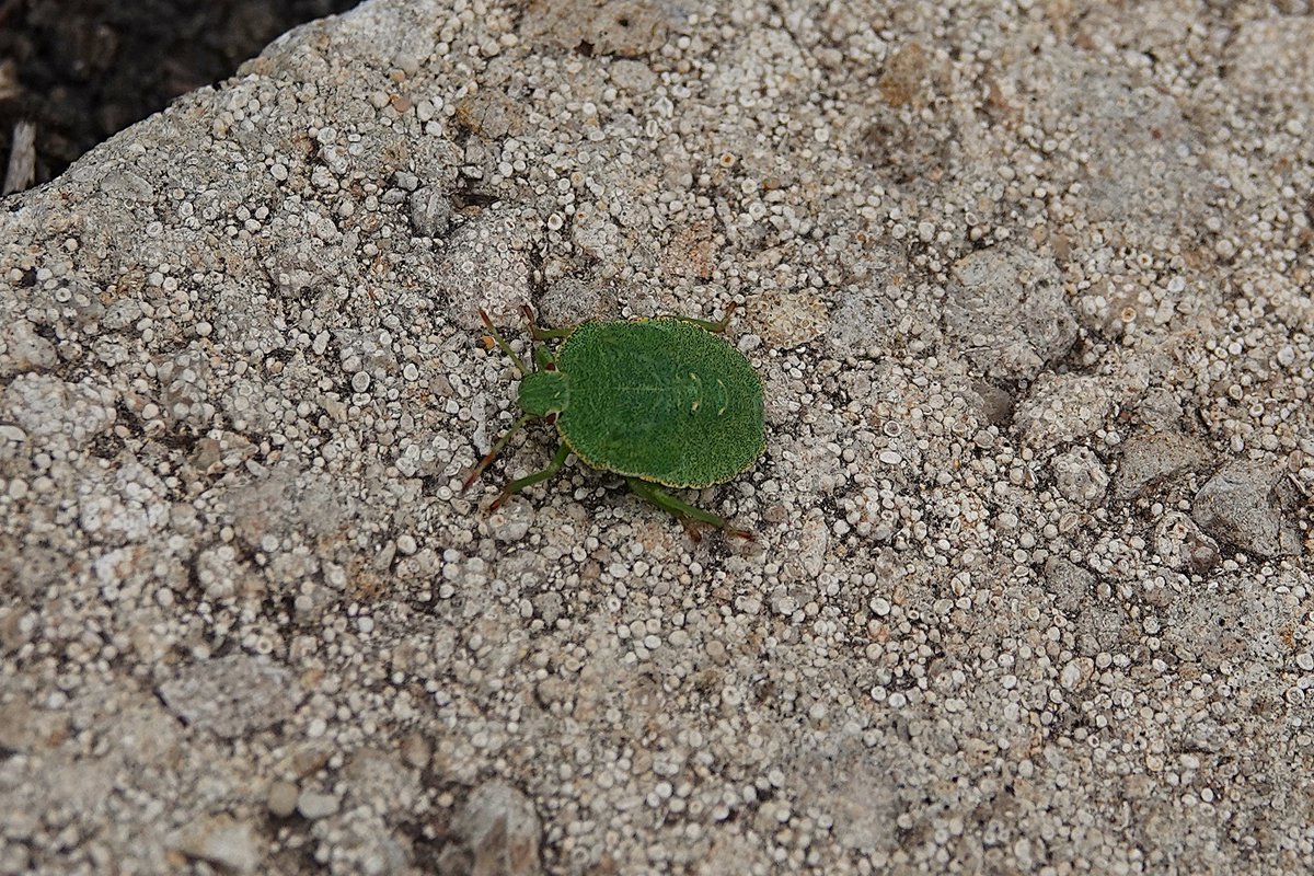 john thomas belsey (@upstarts1979) on Twitter photo A couple of shieldbugs in my garden last week......any ID welcome. <a href="/DesAvocet/">Des Jennings</a> <a href="/EcolaEvans/">Lloyd Evans</a> A couple of shieldbugs in my garden last week......any ID welcome. <a href="/DesAvocet/">Des Jennings</a> <a href="/EcolaEvans/">Lloyd Evans</a>