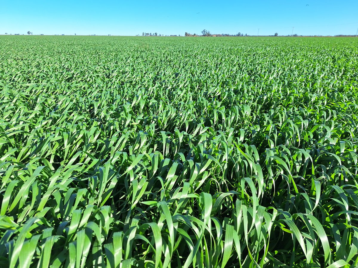 Lote de trigo donde el año pasado se distribuyó estiércol, esta q explota!!!, a parte esta acompañando la lluvia como pocas veces visto por esta zona en invierno