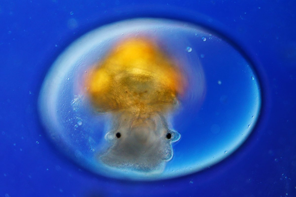 British Wildlife Photography Awards tweet media