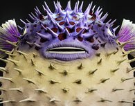 PufferfishRain's tweet photo. @MemeLorbius My eyes are not even looking straight https://t.co/SyNSTCjpqY