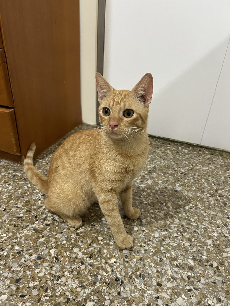 valexxgp's tweet photo. Ayúdenme a conseguirle un hogar a este naranjoso, es súper juguetón y cariñoso. Tiene 7 meses aproximadamente y ya está esterilizado. En Caracas🥹🫶🏼 https://t.co/6Yut5tAkXV