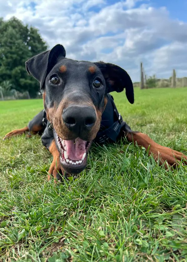 Hi I'm Kensi, a 7-month-old Dobermann pup with a heart full of zoomies. I'm all about puppy energy - excited, always ready to play fetch or tug-of-war, but I haven't quite mastered the art of personal space yet. I might accidentally bowl you over in my enthusiasm.

I'm a smart