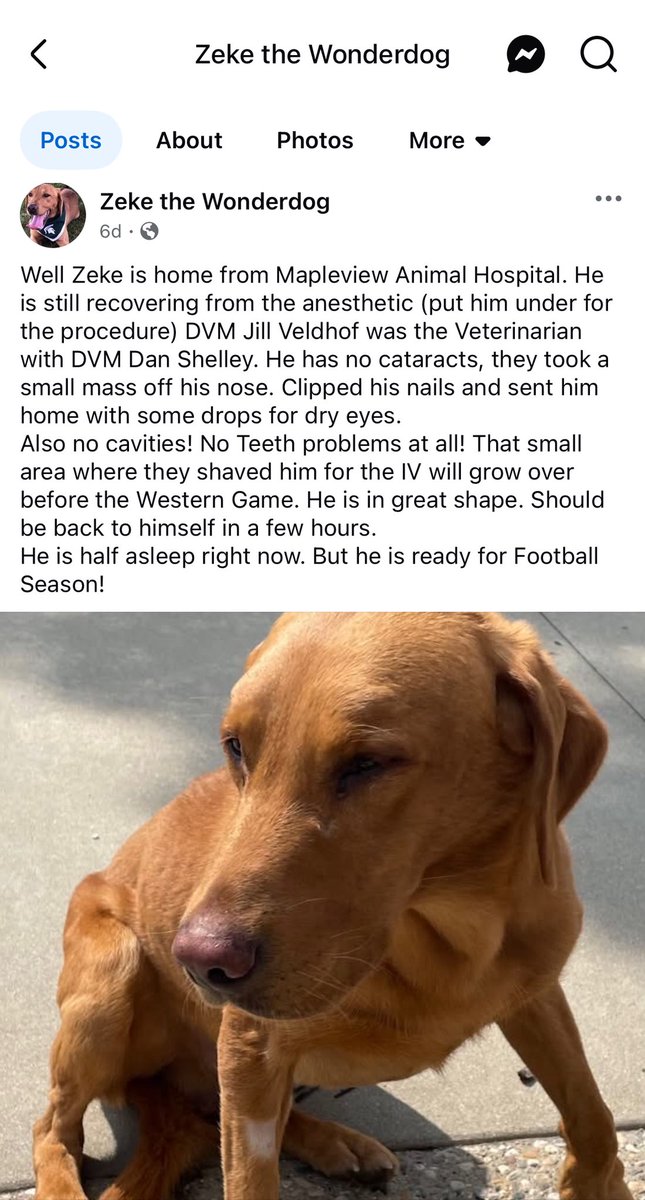 No one told me Zeke the Wonderdog had a procedure!