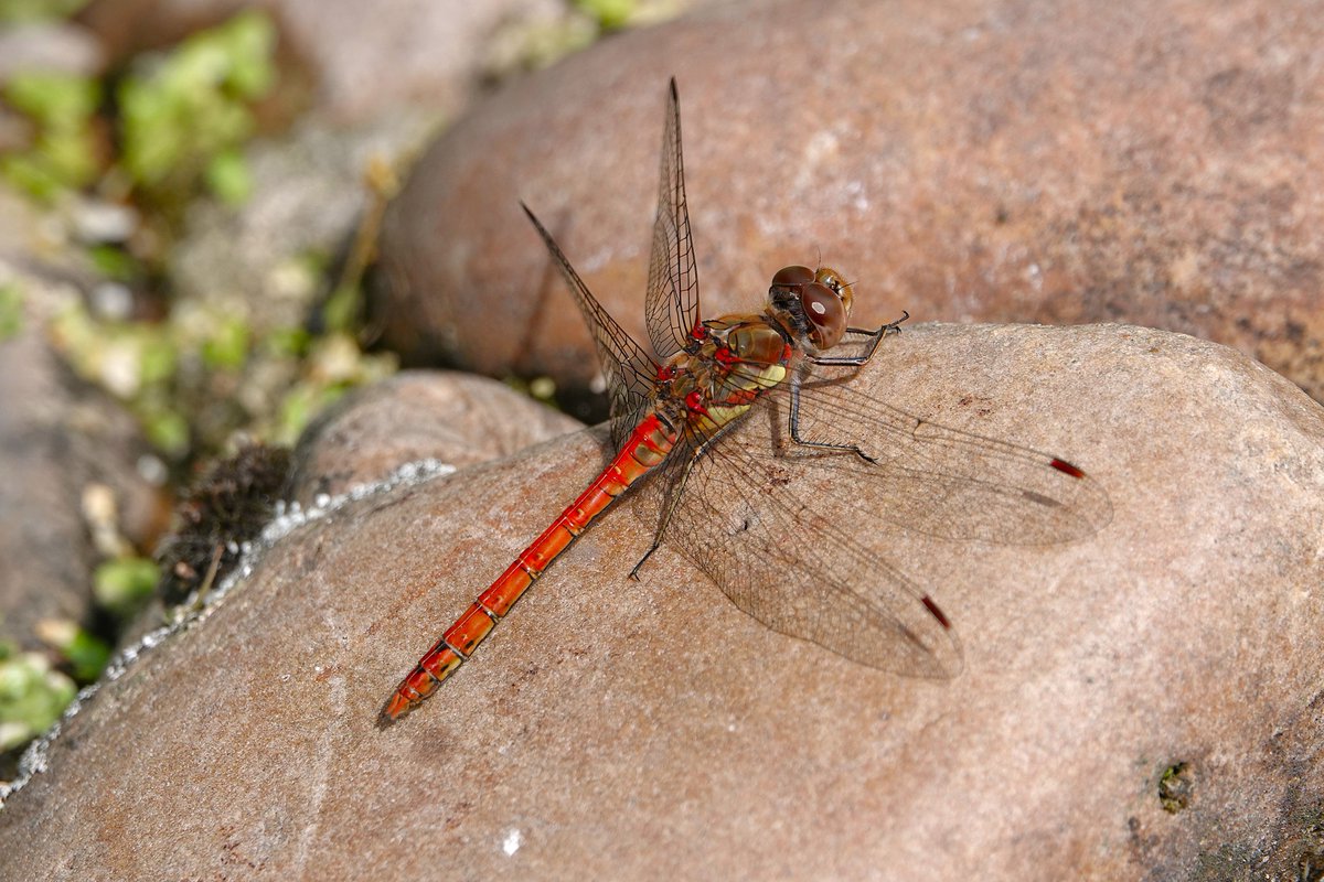 john thomas belsey (@upstarts1979) on Twitter photo Since clearing out 20 years of excessive growth in our garden pond, there's been plenty of dragon activity . Egg laying by Southern Hawker, Common Darter and this unidentified species. <a href="/DesAvocet/">Des Jennings</a> Since clearing out 20 years of excessive growth in our garden pond, there's been plenty of dragon activity . Egg laying by Southern Hawker, Common Darter and this unidentified species. <a href="/DesAvocet/">Des Jennings</a>