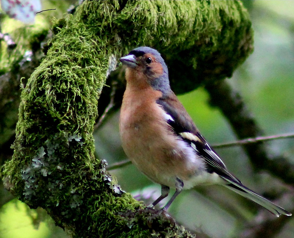 Borders Dexy (@dexysrun) on Twitter photo Male Chaffinch at the Water of Leith😊
<a href="/Natures_Voice/">RSPB</a> <a href="/birdingplaces/">Birdingplaces</a> <a href="/RSPBScotland/">RSPB Scotland</a>
#BirdsOfTwitter #BirdsSeenIn2025 #NatureBeauty #birdwatching <a href="/Britnatureguide/">The British Nature Guide</a>
#TwitterNatureCommunity #BirdsUp <a href="/RSPBbirders/">RSPB Birders</a>
<a href="/wildbirdtrust/">The Wild Bird Trust</a> <a href="/BirdGuides/">BirdGuides</a> <a href="/NatureScot/">NatureScot</a>
<a href="/birdingplaces/">Birdingplaces</a> <a href="/WOLCT/">Water of Leith Conservation Trust</a> Male Chaffinch at the Water of Leith😊
<a href="/Natures_Voice/">RSPB</a> <a href="/birdingplaces/">Birdingplaces</a> <a href="/RSPBScotland/">RSPB Scotland</a>
#BirdsOfTwitter #BirdsSeenIn2025 #NatureBeauty #birdwatching <a href="/Britnatureguide/">The British Nature Guide</a>
#TwitterNatureCommunity #BirdsUp <a href="/RSPBbirders/">RSPB Birders</a>
<a href="/wildbirdtrust/">The Wild Bird Trust</a> <a href="/BirdGuides/">BirdGuides</a> <a href="/NatureScot/">NatureScot</a>
<a href="/birdingplaces/">Birdingplaces</a> <a href="/WOLCT/">Water of Leith Conservation Trust</a>
