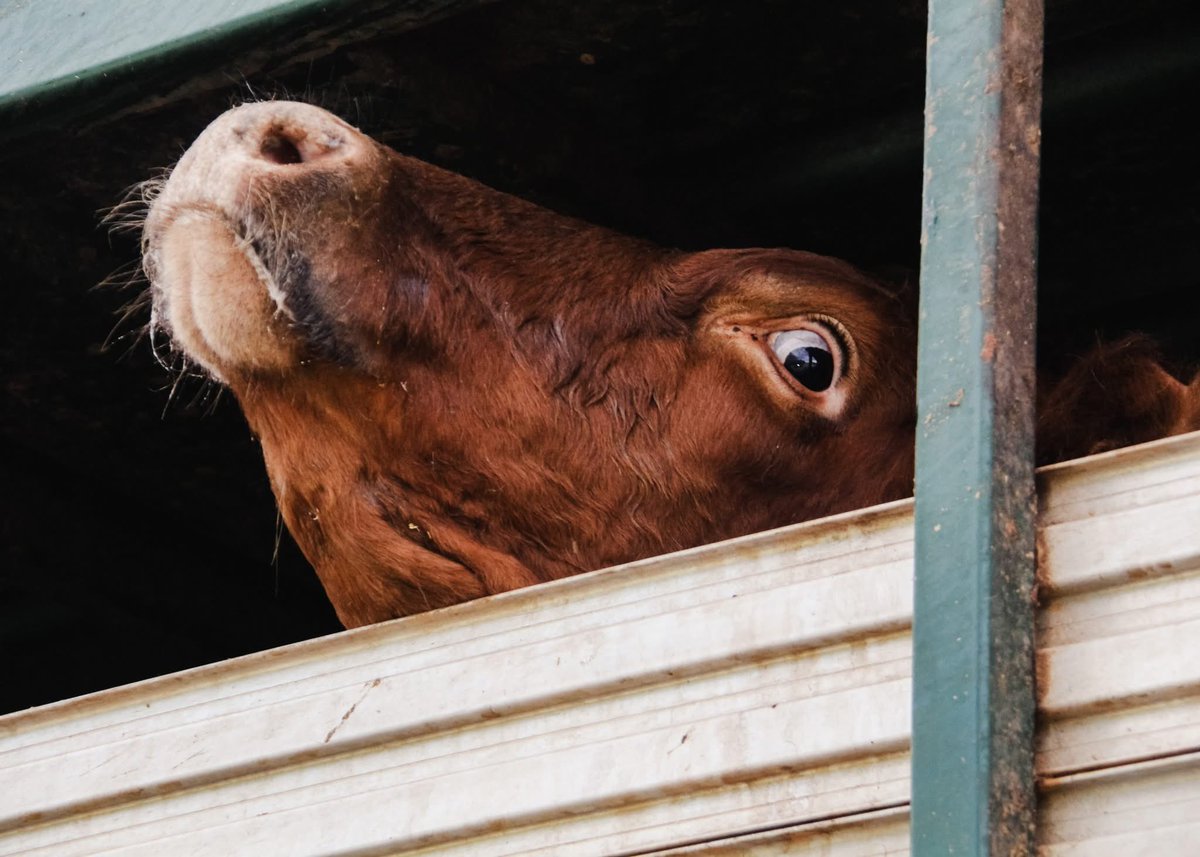As Brisbane Animal Save activists glanced into a truck outside the slaughterhouse, she looked back at us. She was gentle, curious and completely terrified.

This is what we pay for each time we eat animal flesh. This is not food. This was an individual just like us! #GoVegan