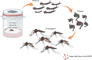 bloodSparasites's tweet image. First experimental evidence of the transovarial transmission of lumpy skin disease virus by #Aedes aegypti (Diptera: Culicidae) dlvr.it/TMbdww #ActaTropica
