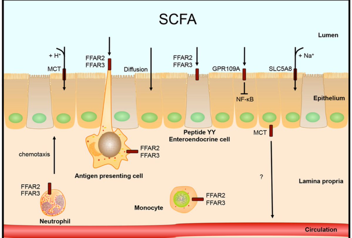gregmushen's tweet photo. For those of you who think fiber is non-essential, I present this chart.

If you don’t have fiber, your gut is going to produce a lot of acetate.

Doesn’t bind to HDAC, will bind to FFAR2, but not 3.

Acetate does not get absorbed by the liver, so it circulates, gets turned into triglycerides via de novo lipogenesis, and ends up as liver fat which makes you insulin resistant over time.