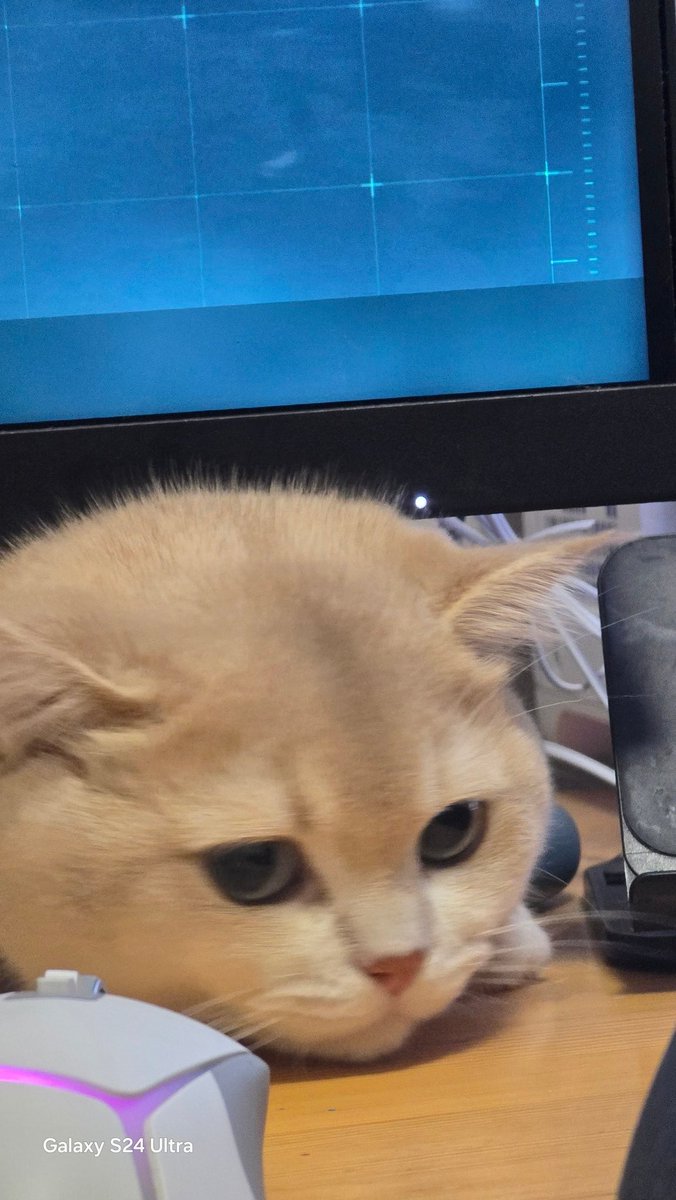迷雾猫猫 tweet media