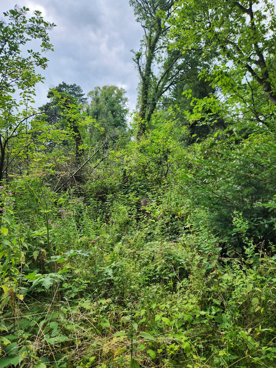 🌱 Plant a tree, save the planet! Join the reforestation revolution to combat climate change &amp; restore ecosystems. Every tree counts! 🌍 🌳   💚 #ReforestNow #GreenFuture