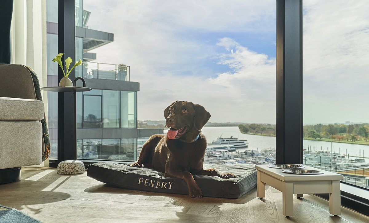 PendryHotels's tweet photo. Treat your pup to a Pendry Washington DC - The Wharf getaway and spoil them with a custom Pendry dog bed and bowl and the hotel's house made treats. Because our four-legged companions deserve the best, too. 

#PendryHotels https://t.co/bXDosgSqHS