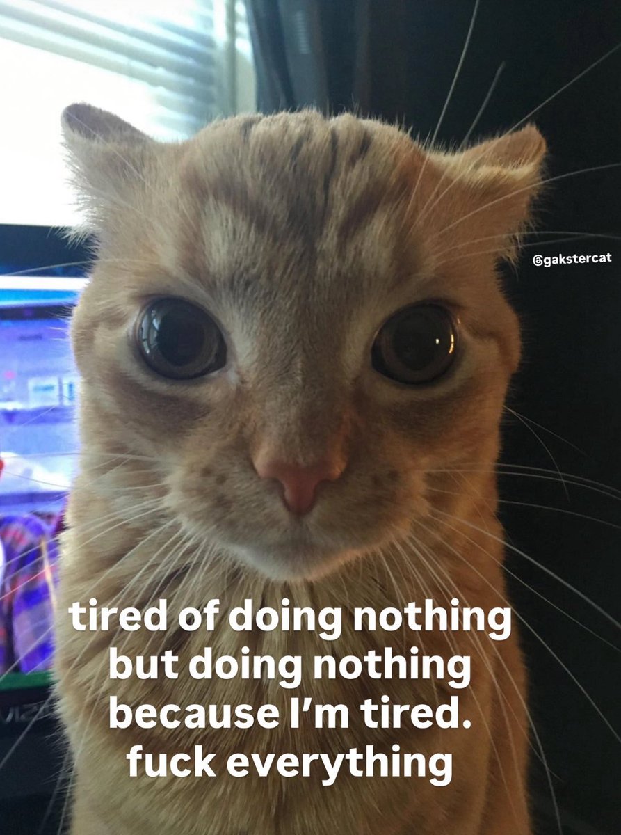 GaK (@gakstercat) on Twitter photo 