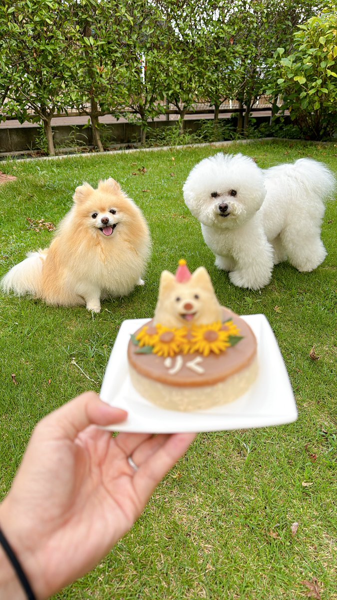 25sm25's tweet photo. 8月13日は陸の誕生日だったよ🎉
頑張ってわんこケーキ作ったけど…あんまり似てない😂😂
でも、美味しそうに食べてたから良し👍
誕生日🎁は保冷剤入れれるハーネス✨🐶
これからも長生きしてね❤️
#ポメラニアン
#pomeranian 
#誕生日 https://t.co/11zfhs8VjR
