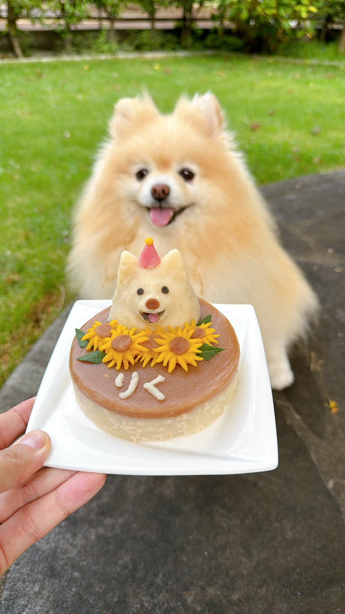 25sm25's tweet photo. 8月13日は陸の誕生日だったよ🎉
頑張ってわんこケーキ作ったけど…あんまり似てない😂😂
でも、美味しそうに食べてたから良し👍
誕生日🎁は保冷剤入れれるハーネス✨🐶
これからも長生きしてね❤️
#ポメラニアン
#pomeranian 
#誕生日 https://t.co/11zfhs8VjR