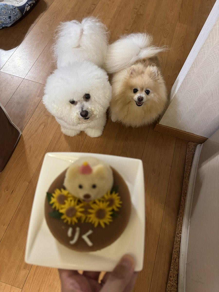 25sm25's tweet photo. 8月13日は陸の誕生日だったよ🎉
頑張ってわんこケーキ作ったけど…あんまり似てない😂😂
でも、美味しそうに食べてたから良し👍
誕生日🎁は保冷剤入れれるハーネス✨🐶
これからも長生きしてね❤️
#ポメラニアン
#pomeranian 
#誕生日 https://t.co/11zfhs8VjR