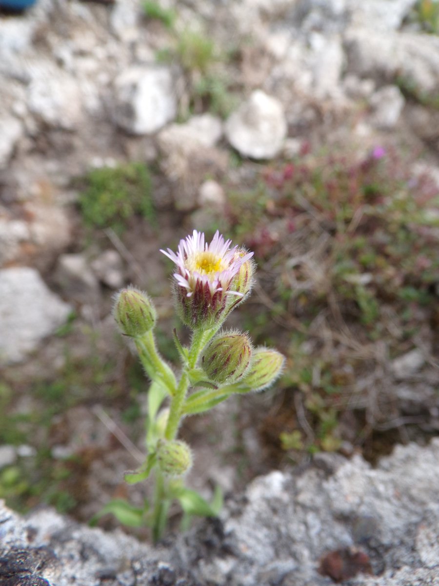 A few from our field trip to Warton Sands