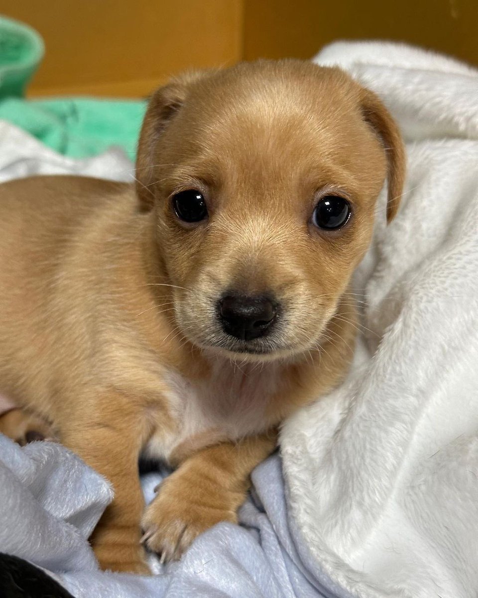 💖 (@twaniimals) on Twitter photo 