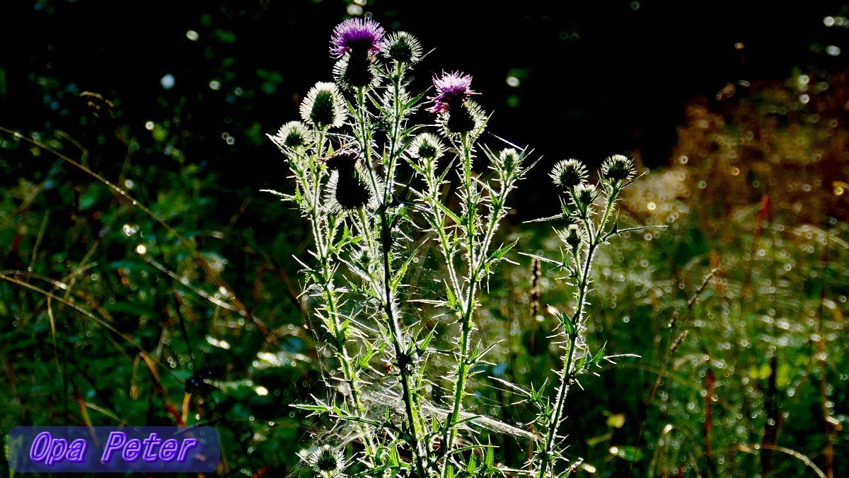 Guten Morgen allerseits! 
Habt einen schönen Tag ☀️🍀💖 

➡️Trumps Umweltschmutzbehörde EPA erklärt, dass CO2 und andere Treibhausgase "nicht wesentlich" zur Umweltverschmutzung oder zum Klimawandel beitragen.

Auf geht's, Früh-Runde mit🐕‍🦺Aimy. 
#Briesen (Mark) #Oderland