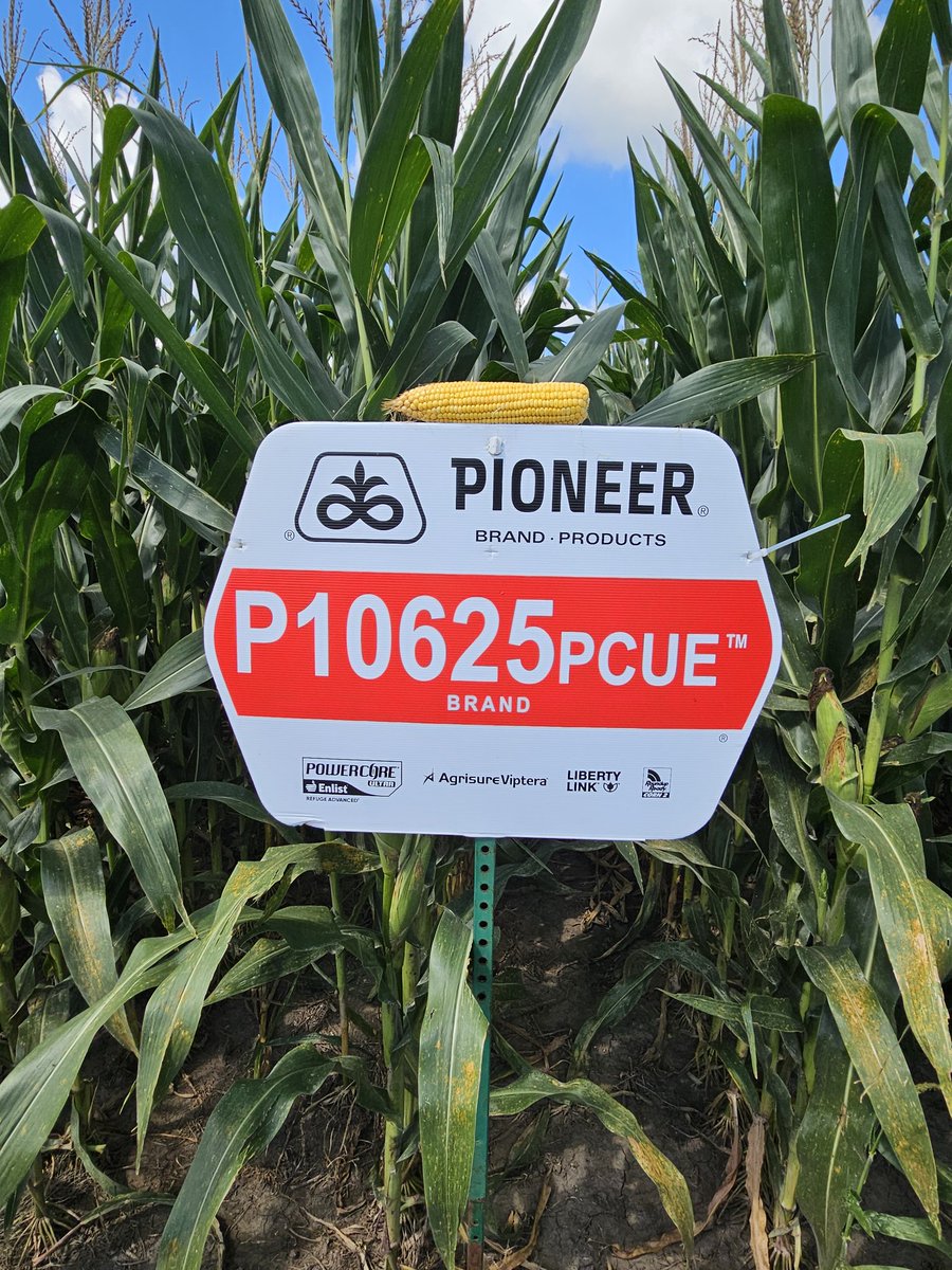 Greg Carpenter (@cowboycubby) on Twitter photo P10626PCUE is a <a href="/PioneerSeeds/">Pioneer Seeds U.S.</a> corn hybrid with the PowerCore® Ultra trait, providing resistance against Western Bean Cutworm. It performs well across different yield environments, strong brittle resistance, sturdy stalks, great roots, and good resistance to disease. <a href="/crank1n3/">Casey Rankin</a> P10626PCUE is a <a href="/PioneerSeeds/">Pioneer Seeds U.S.</a> corn hybrid with the PowerCore® Ultra trait, providing resistance against Western Bean Cutworm. It performs well across different yield environments, strong brittle resistance, sturdy stalks, great roots, and good resistance to disease. <a href="/crank1n3/">Casey Rankin</a>