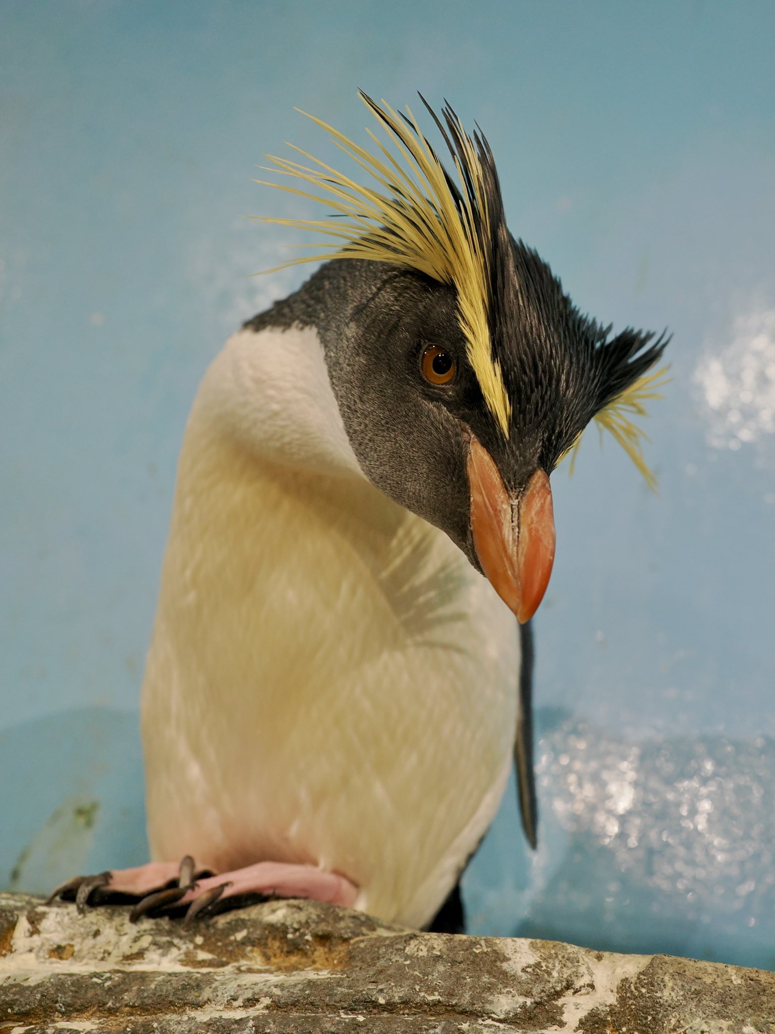 油絵 イワトビペンギン 海 しらたき on X: 
