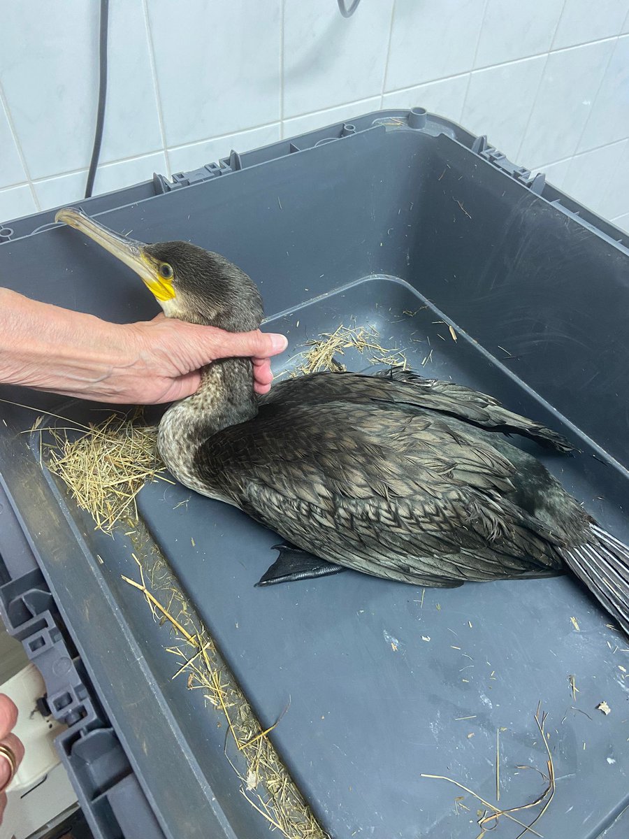 Kormoran schwimmt wieder im Ammersee, nachdem ihm ein Stock aus dem Flügel entfernt wurde.