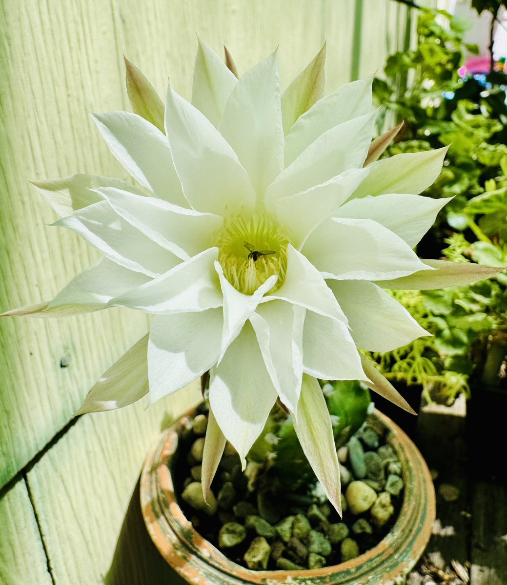 EclecticIris's tweet photo. Fancy seeing you here. #WednesdayWisdom #NatureLovers #CactusBloom https://t.co/0khca9TYLi