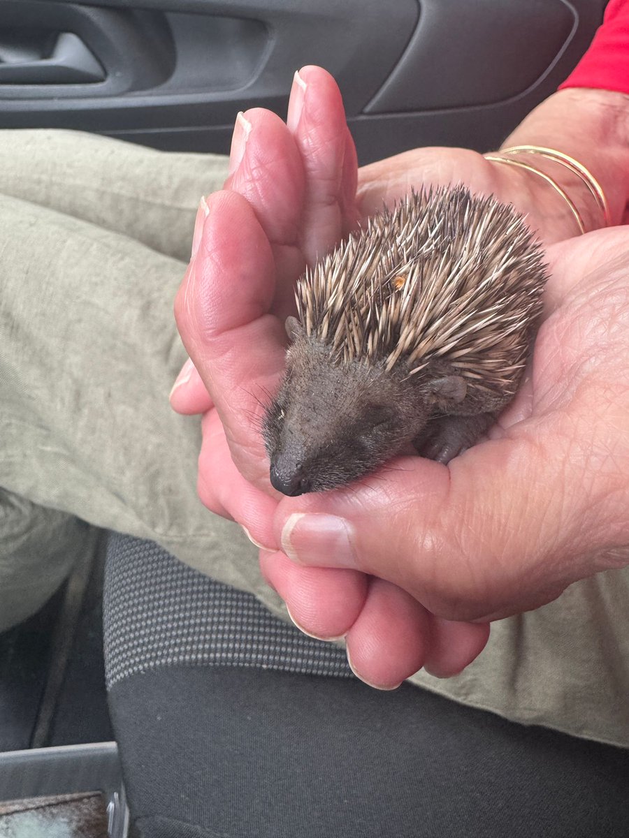 Knapp 50 Gramm und schon keine Mama mehr. Jetzt wird er in der Auffangstation aufgezogen.