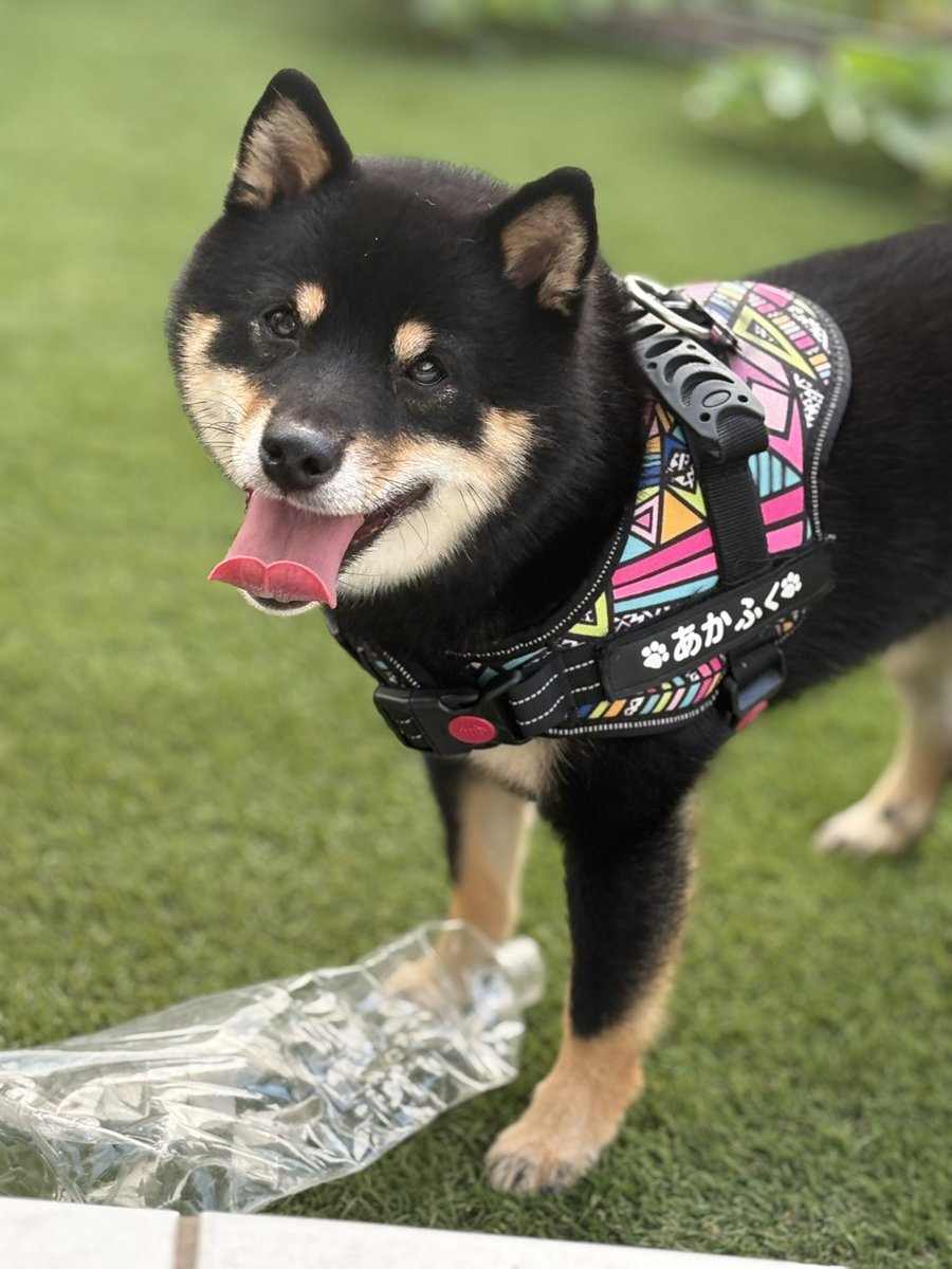 黒柴あかふく (@akahuku_811) / Posts / X