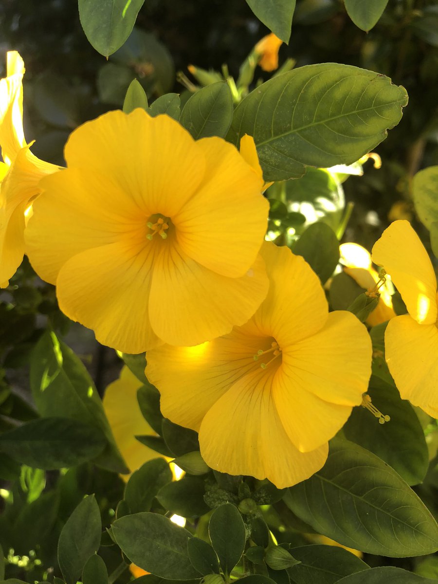 “Rapidly, merrily,
Life’s sunny hours flit by,
Gratefully, cheerily 
Enjoy them as they fly.”

- Charlotte Brontë.
#gracefulgarden