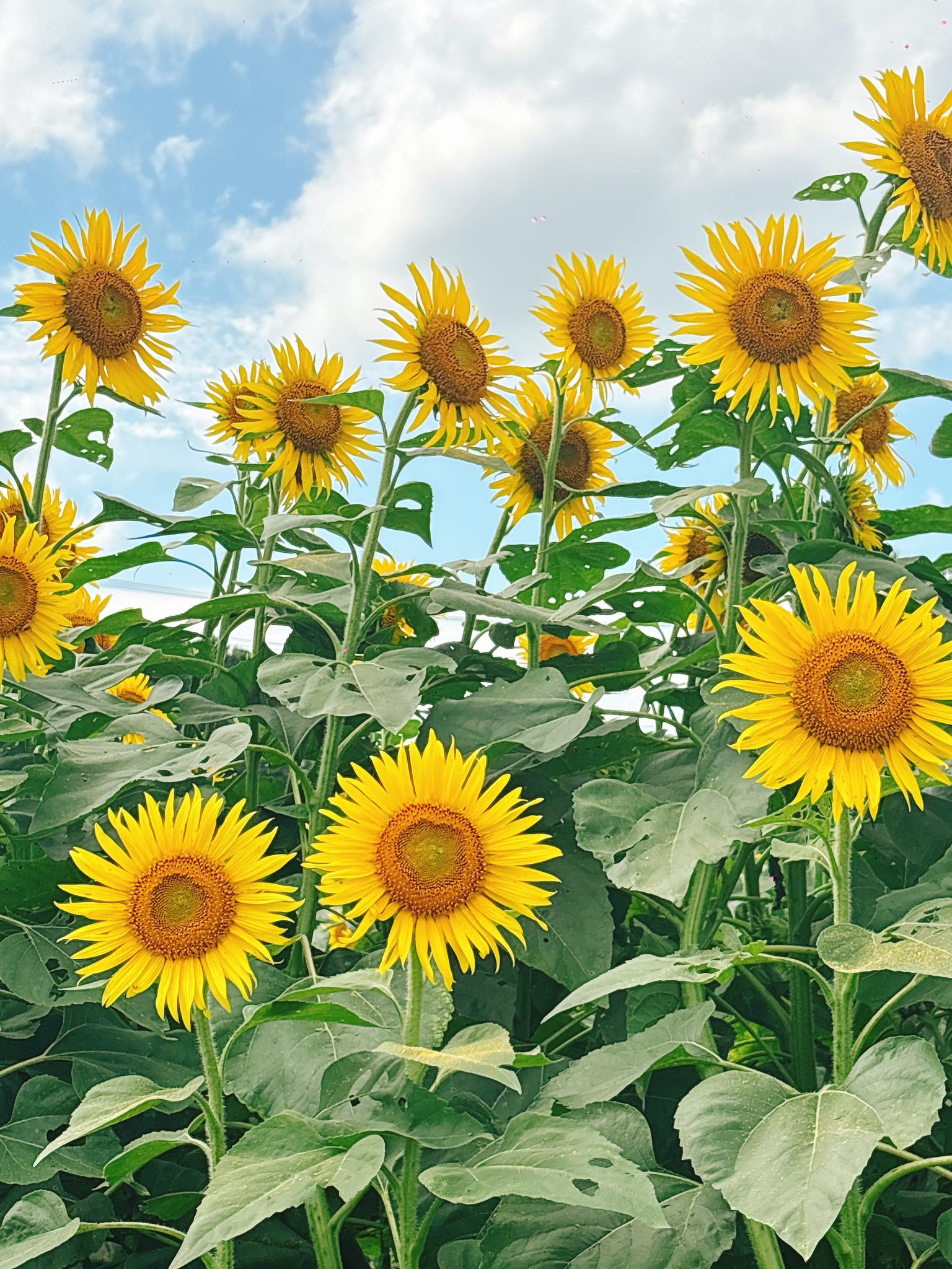 ✿✿✿✿✿たいよう✿✿✿✿✿✿ ✿✿✿✿✿たいよう✿✿✿✿✿✿