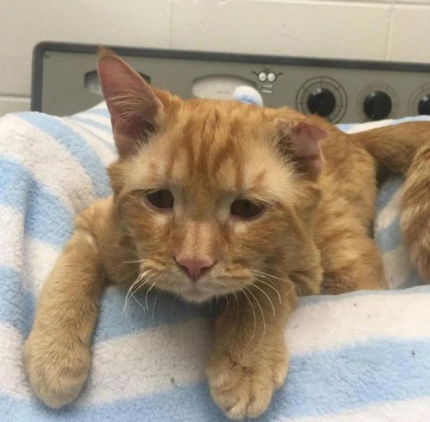 PetPlanetX tweet media