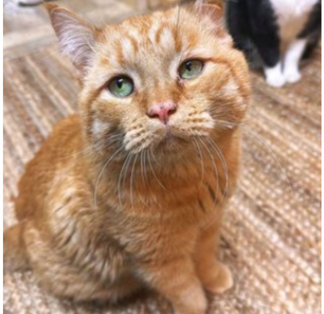 PetPlanetX tweet media