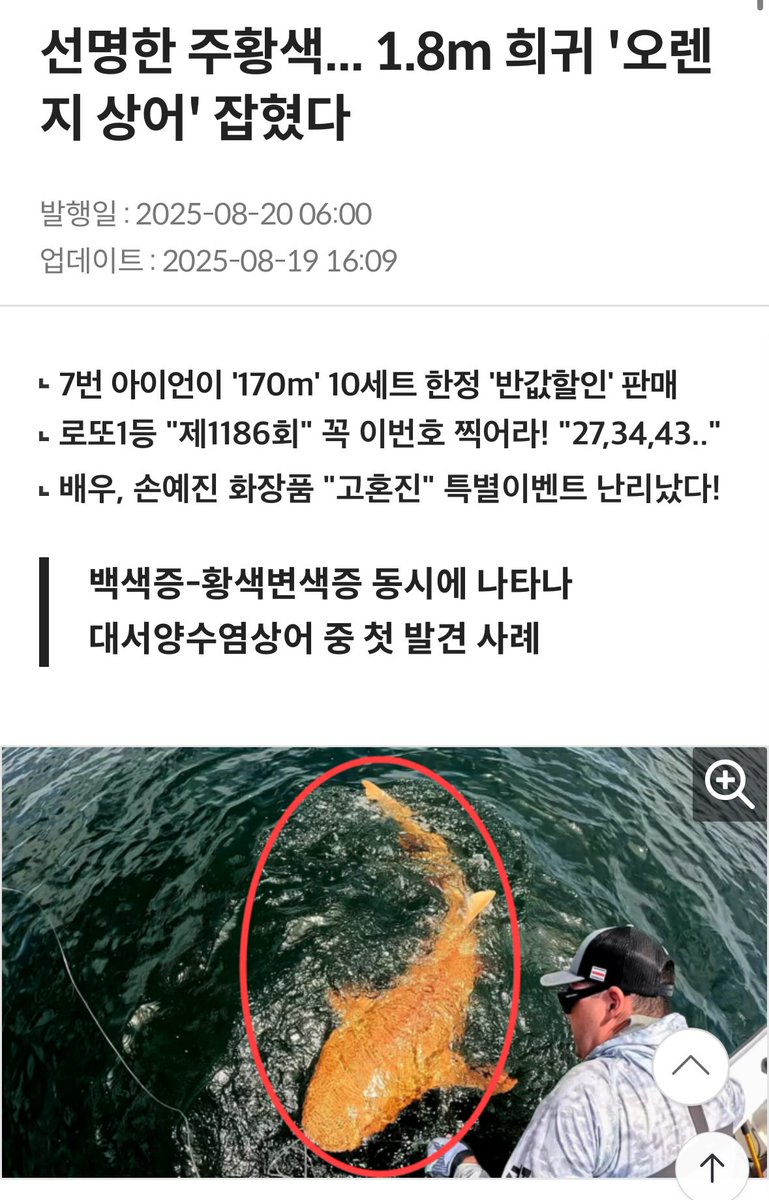 파란장미도 실현가능된후에 꽃말이 불가능에서 기적으로 바뀌었다는데 오렌지 상어도 진짜 있다는 게 너무 동화같애,,,, 이션 세계괂ㅎㅎ 좋은 일이 있으면 좋겠당