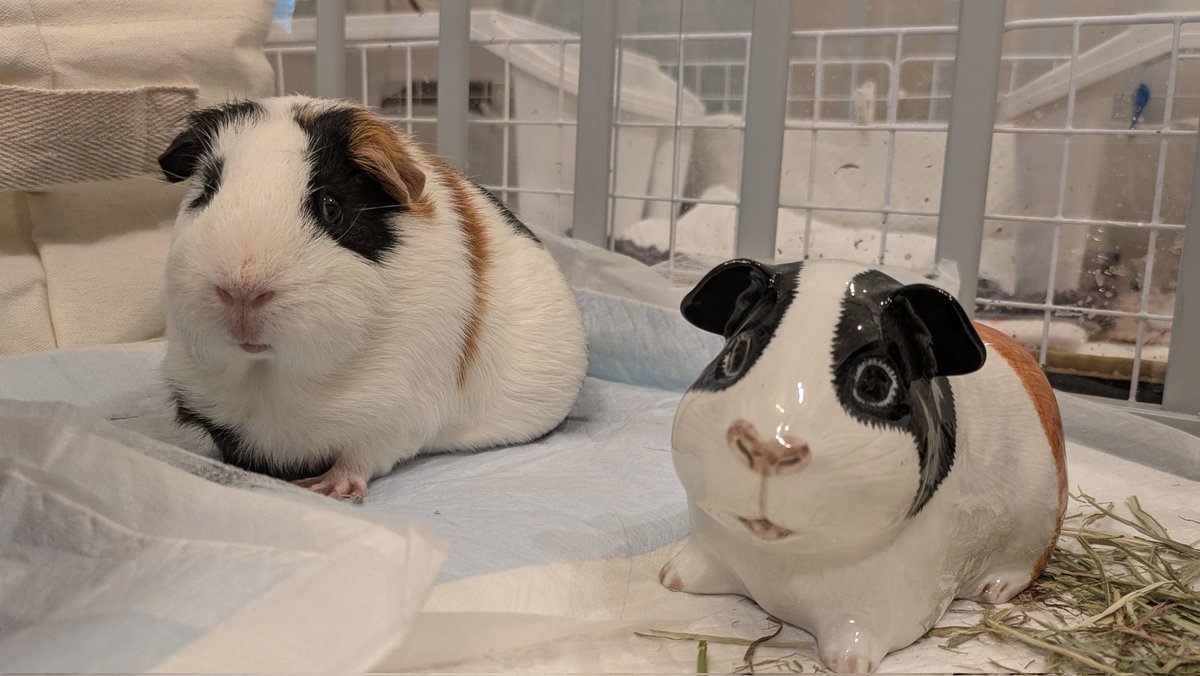 昔買ったモルモットの貯金箱(右)
あなたたち、似てるね！