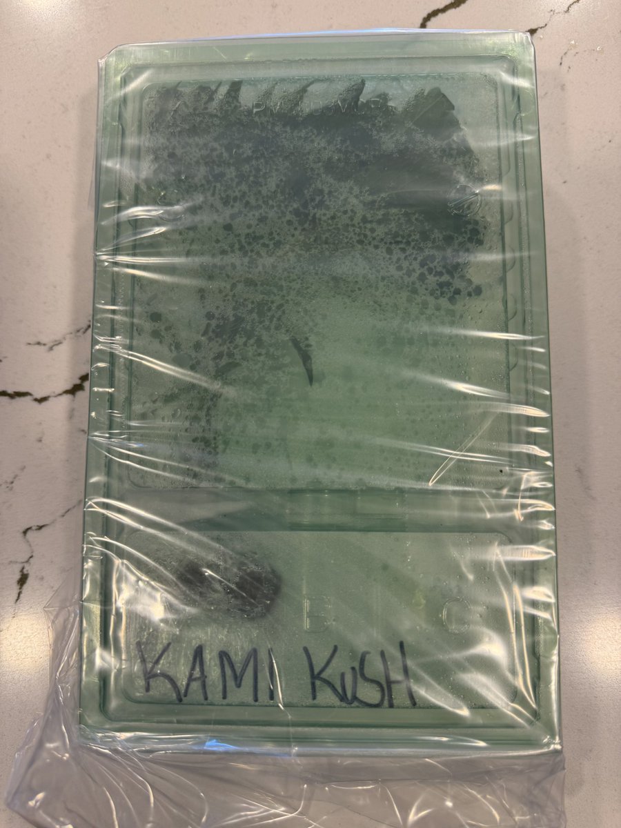Zero Gravity (@zerogravity510) on Twitter photo Special Delivery
Kami Kush (Skywalker OG x Zikigai)
By <a href="/Rawdirect_/">Raw Genetics Direct</a> <a href="/Raw_Genetics_/">Raw Genetics</a> Special Delivery
Kami Kush (Skywalker OG x Zikigai)
By <a href="/Rawdirect_/">Raw Genetics Direct</a> <a href="/Raw_Genetics_/">Raw Genetics</a>