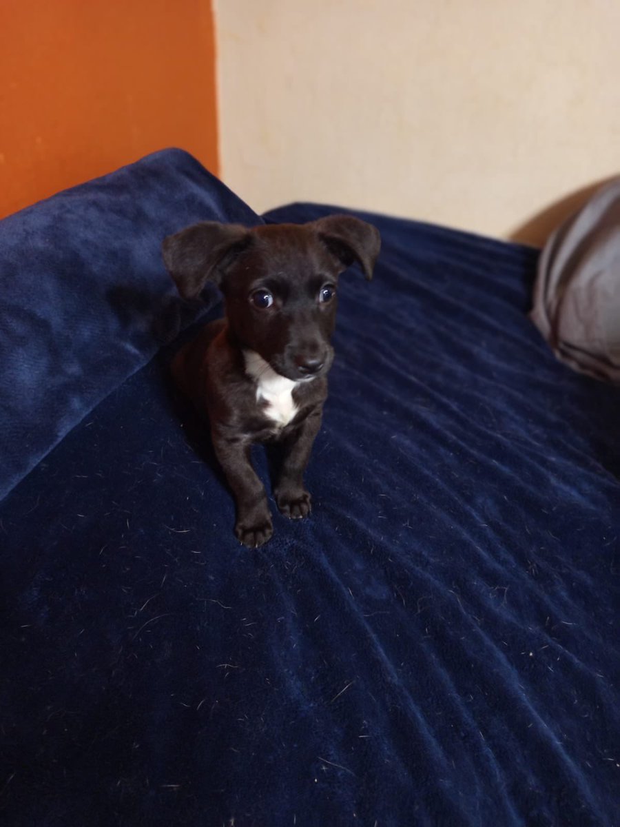 Tu carita cuando te dejan plantado el mismo día de tu adopción.🥲

Ya no habíamos subido nada de Frijolito porque ya tenía adoptante pero que siempre no,que ya no lo quieren.💔

Ya no va a crecer,es talla chiquita,y busca una familia súper comprometida.

Estamos en CDMX.