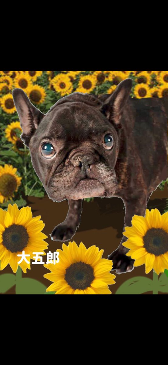 daimaki8's tweet photo. おはようございます。
昨日は、大五郎の命日でした。
もう、一年経つんだね。
大五郎に、会いたい寂しいです。いつまでも、大好きです。
虹の橋の袂で、待っててね。
やっぱり、大五郎は、最高のワンちゃんでした。 https://t.co/s6BbX0tvrX