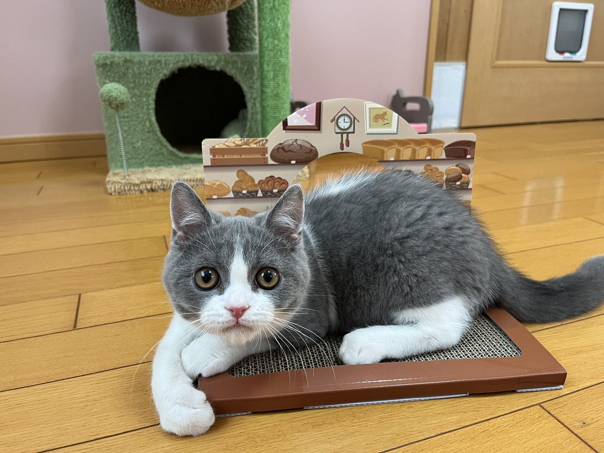 ♯Joi08QZはこいりねこますこっと5種 ORDER CAT 目元が個性的で魅力的なふわふわスコティッシュ