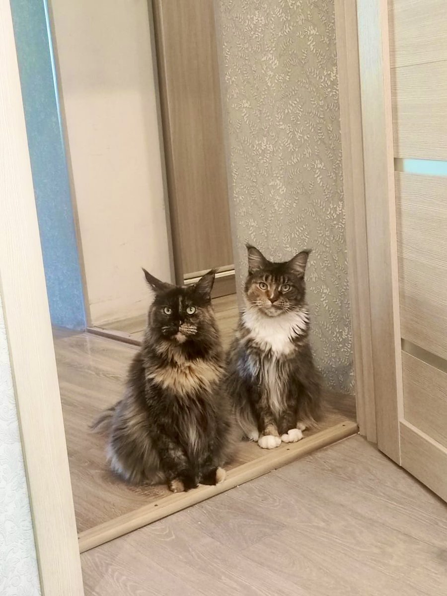 Здравствуйте, мы только спросить🤣🤣