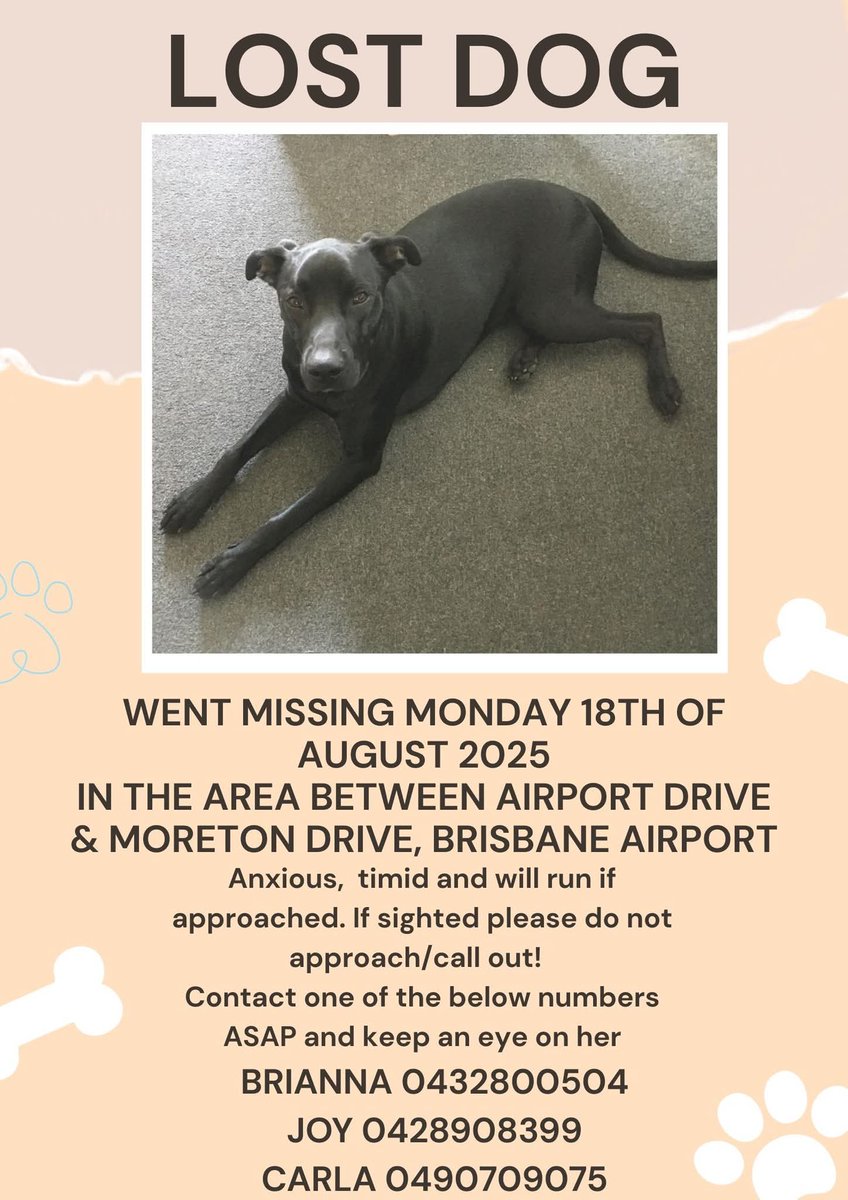 Any peeps around Brisbane airport keep  an eye out for this poor wee dog who escaped from a crate
